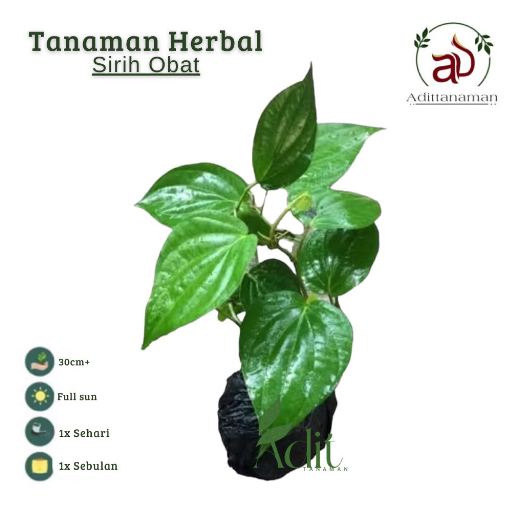 ( mp 3 ) Tanaman herbal daun sirih-tanaman daun sirih-daun sirih (005)