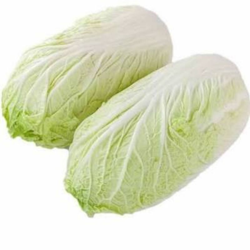 Sayur Sawi Putih Jumbo Segar / Sawi China Fresh