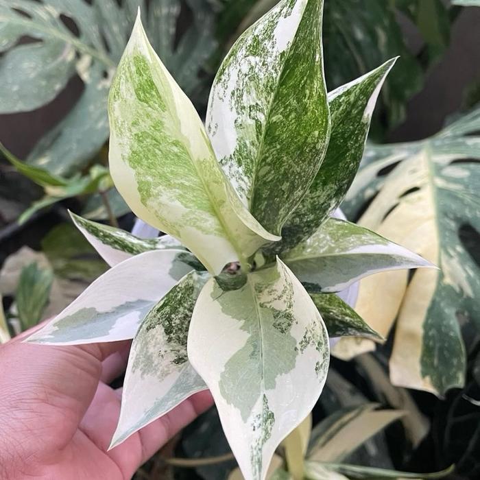 Tanaman hias aglonema siam jade variegata - aglonema siam - aglonema siamjade varigata - bunga hias 