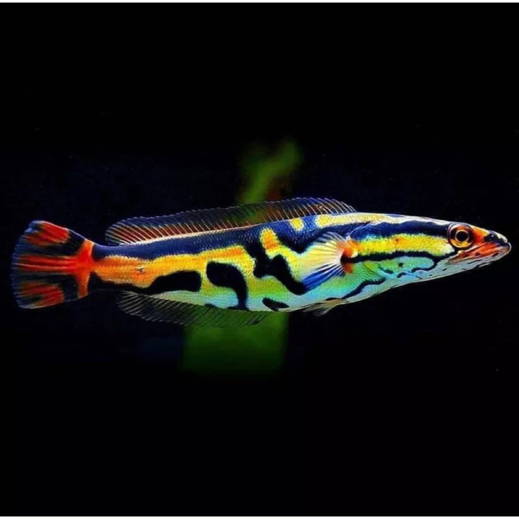 Toman Ori Kalimantan 10-12 cm