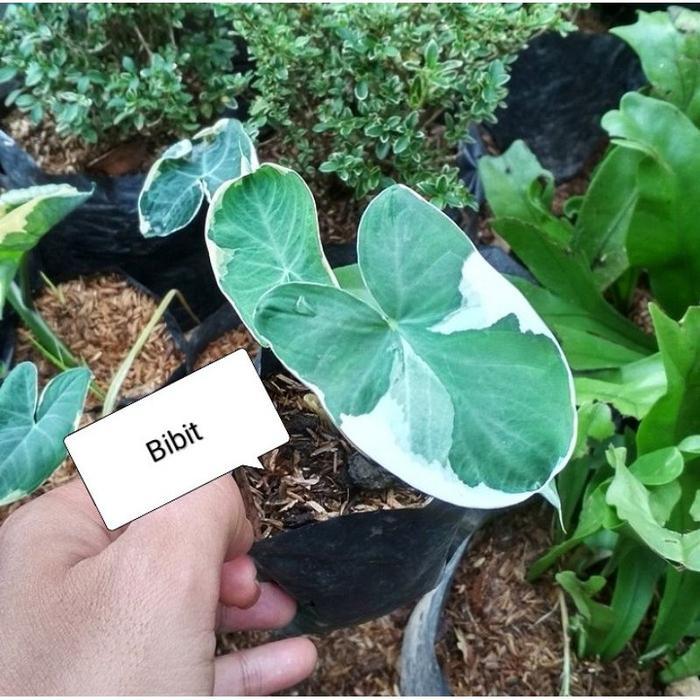 TERMURAH Tanaman Hias Keladi Kantong Semar Bibit & Dewasa / Bunga Hias Caladium Kantung Semar / Tana