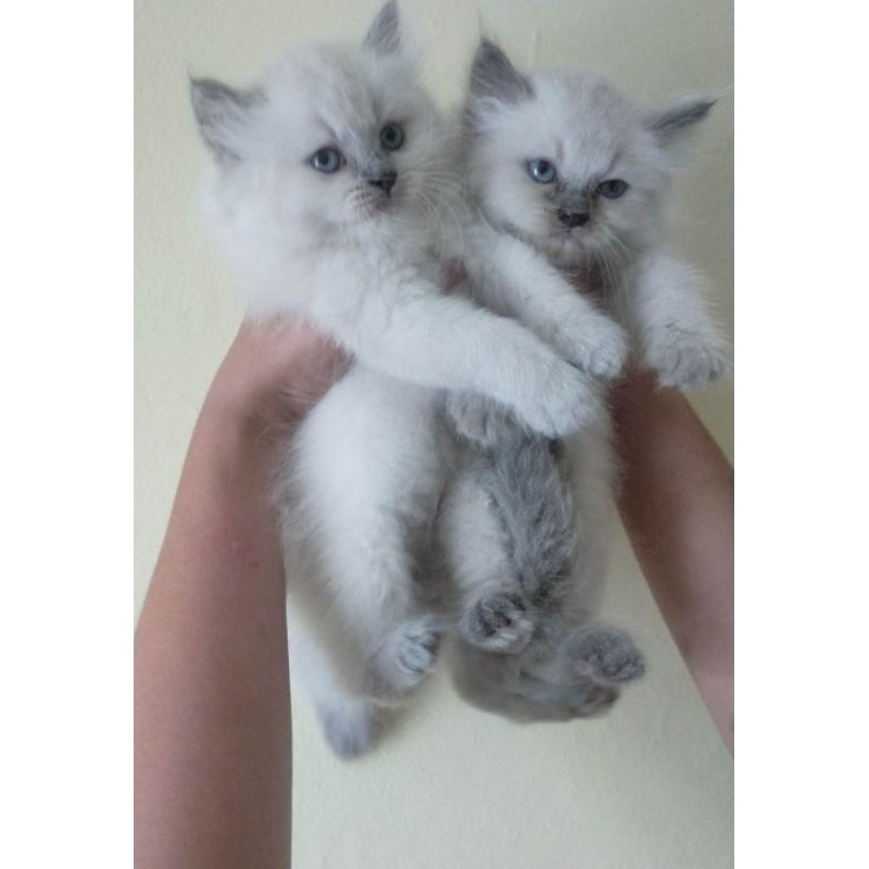 kitten persia anakan kucing