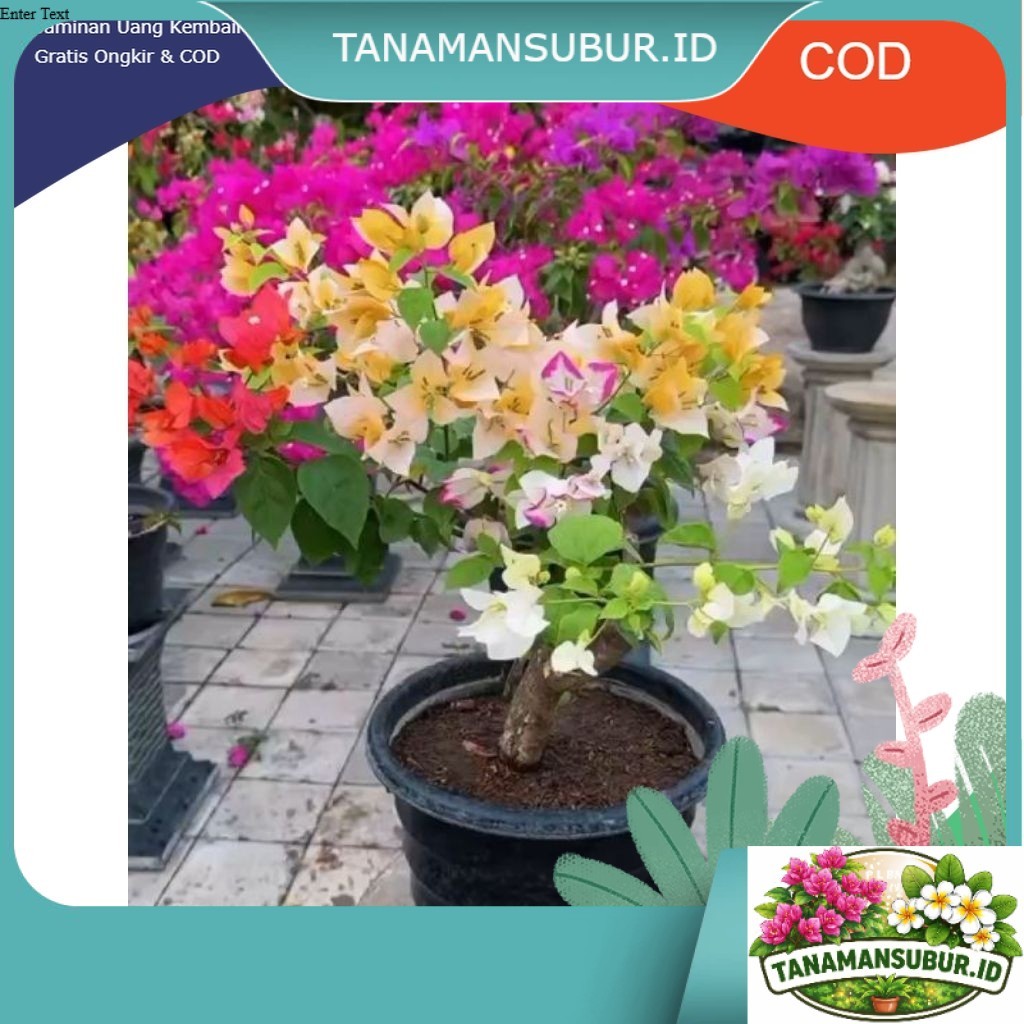 (PROMO!!) Bonsai Bougenville 4 Warna Tanaman Hias Tangguh