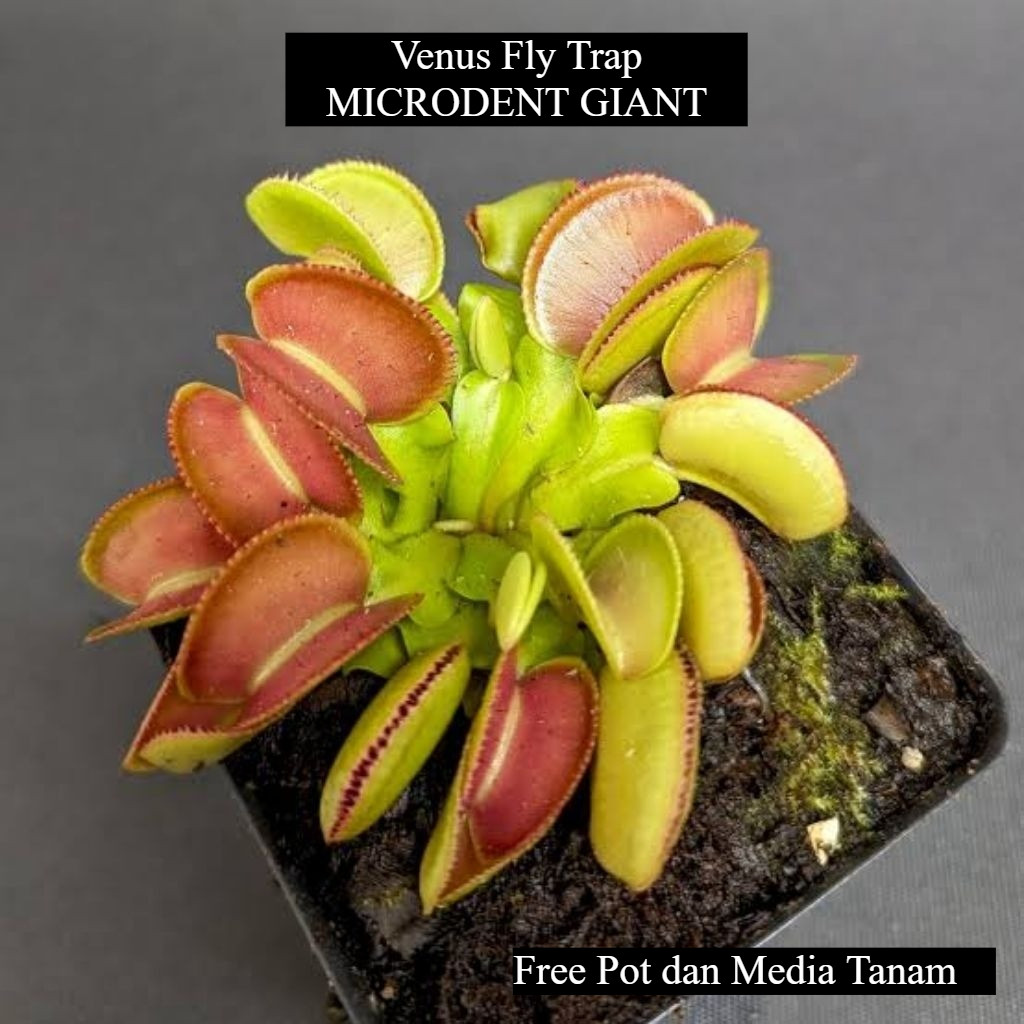 Venus MICRODENT GIANT Fly Trap Tanaman Karnivora Dionaea Muscipula