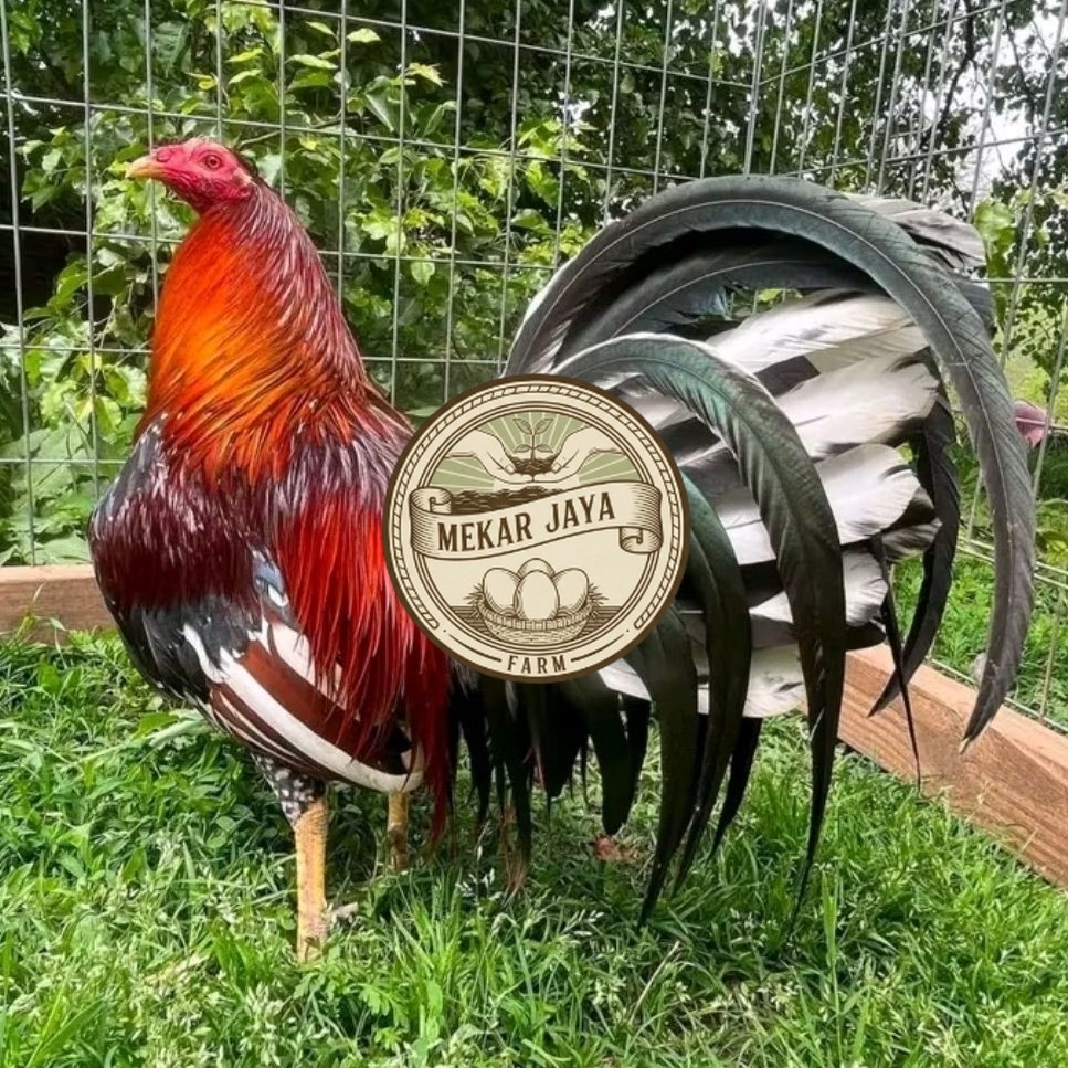 TELUR AYAM PHILIPIN ASLI  siap tetas Mekarjaya Farm