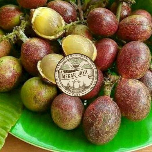 Bibit Unggul Pilihan Berkualitas PROMO 5 BIBIT MATOA MERAH/ MATOA HIJAU ADA SUPER UNGGUL Mekarjaya F