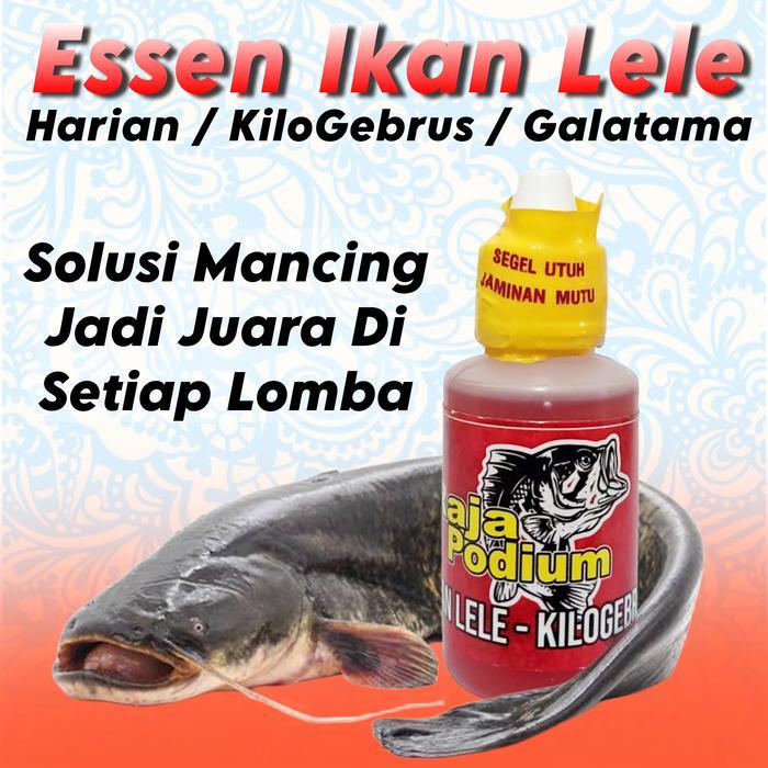 Essen ikan lele paling jitu, Essen ikan lele harian kilogebrus