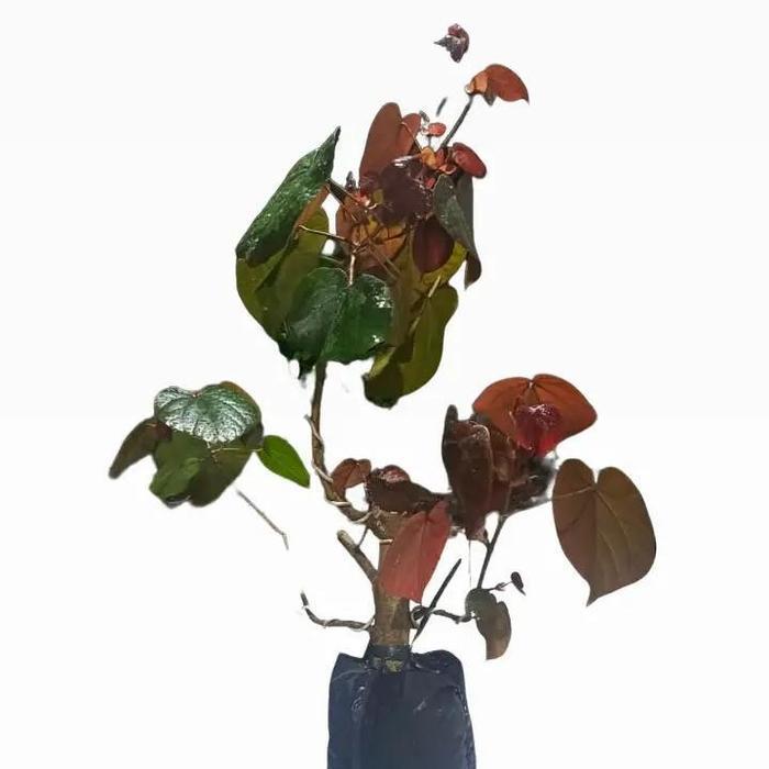 Bahan Bonsai Waru Merah Karakter Kokoh Prospek Kontes - Hibiscus Tiliaceus - Bibit Bonsai Unggul