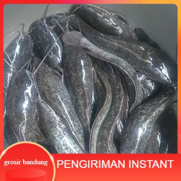 bibit/benih lele sangkuriang uk 16-20 cm per ekor GROSIR BANDUNG