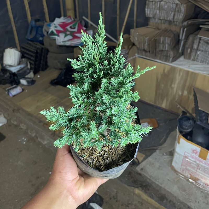 cemara sinensis blue