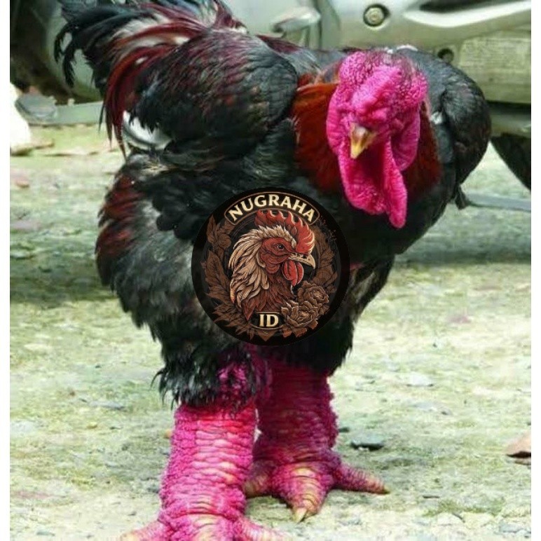 TELUR TETAS AYAM DONG TAO NUGRAHA ID