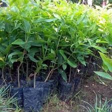 ReadyBibit jambu air citra okulasi Produk Good Qualty