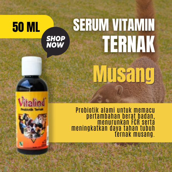 Vitamin hewan musang vitamin musang pandan  vitamin musang gemuk  vitamin musang king  vitamin musan