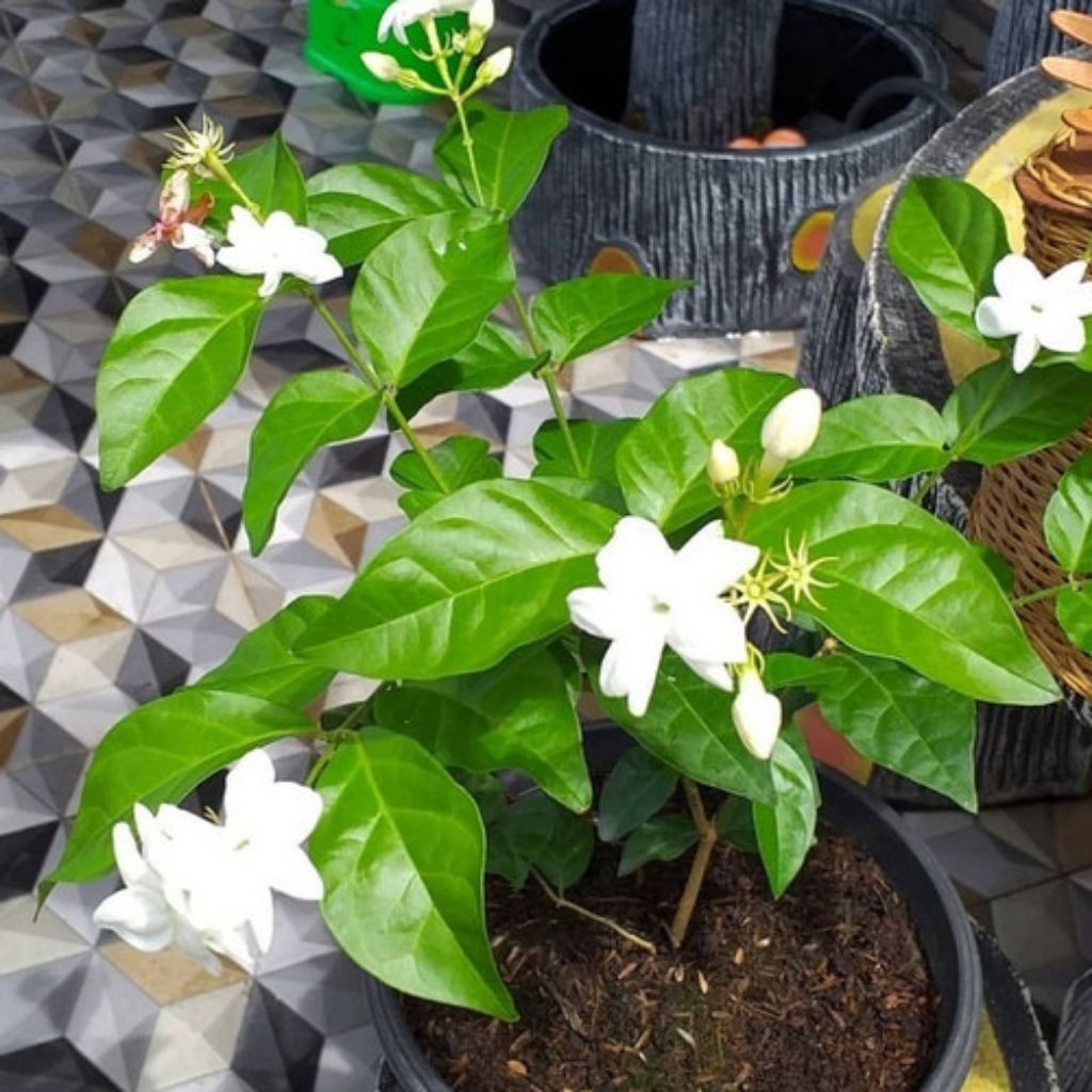 BIBIT POHON BUNGA MELATI KAMPUNG//POHON BUNGA MELATI KAMPUNG BISA COD