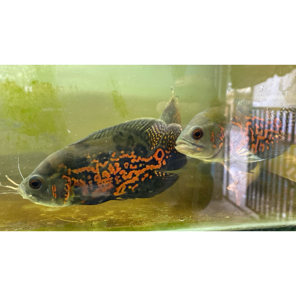 OSCAR HITAM BATIK & LEOPART SIZE 7-9 CM GOOD MARKING 