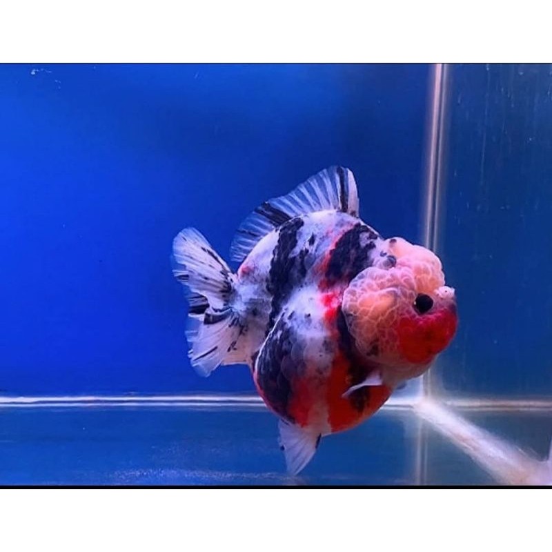 Hiasan aquarium  Koki Oranda Calico pw Roundbody Shorttail Grade High Quality