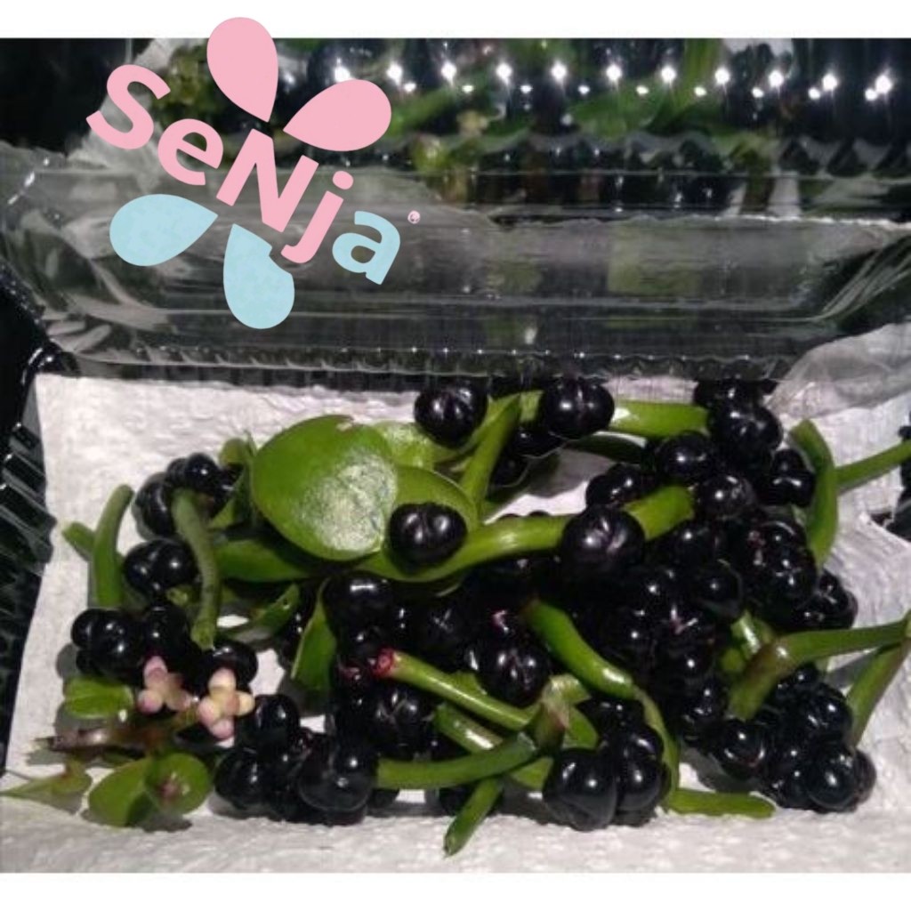 Buah angkung,buah binahong biji binahong  PROMO  200 pcs