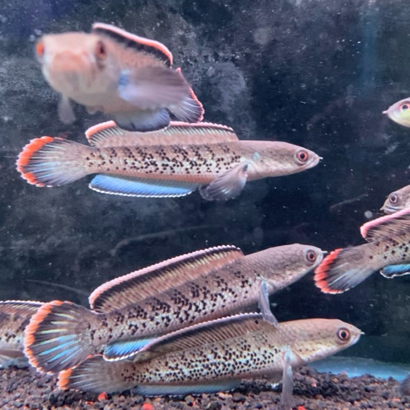 Stewarti Karbialong 7-9 cm Ikan Channa Hidup Garansi