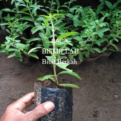 Bibit Tanaman Stevia Tinggi 30-60cm Pot 60cm
