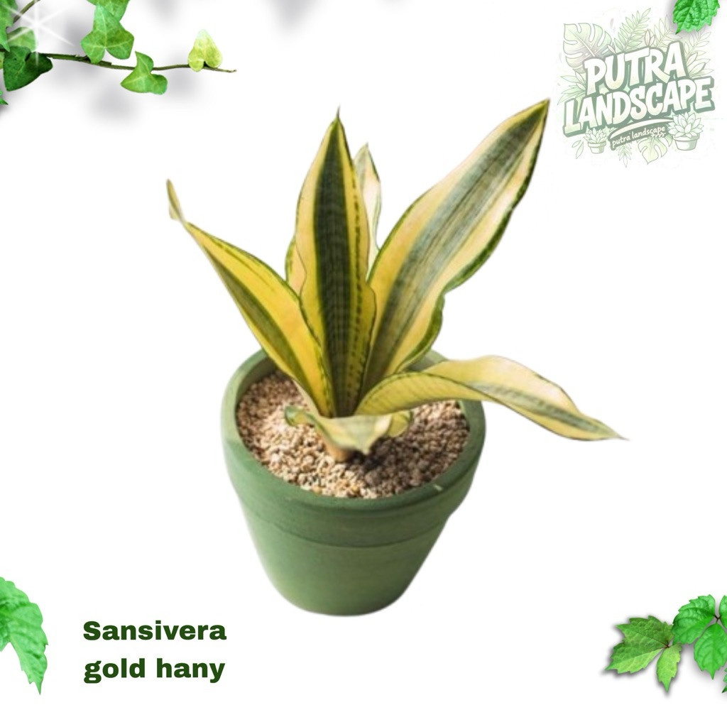 tanaman hias sensivera golden hany / sensivera golden hany / tanaman hias golden hany