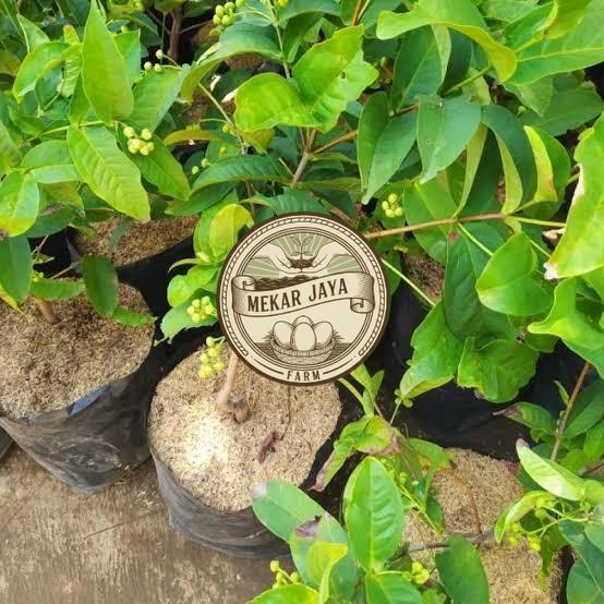 Bibit Unggul Pilihan Berkualitas BIBIT JAMBU AIR MADURA HASIL CANGKOK SUDAH BERBUAH/BERBUNGA UNGGUL 