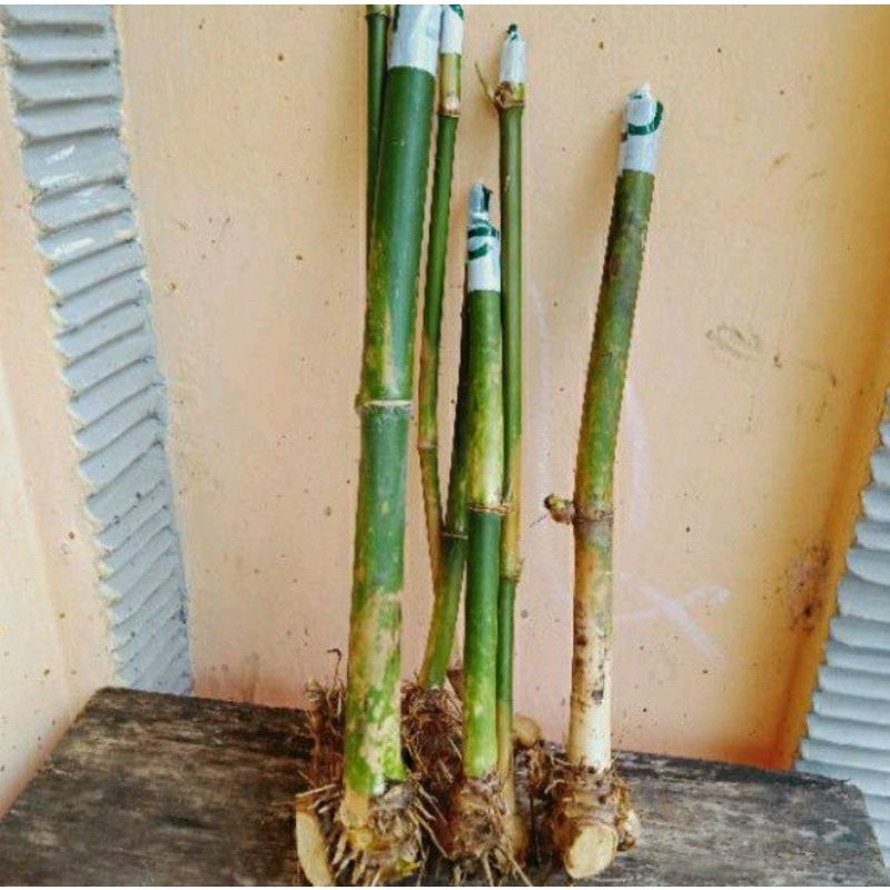 Bambu Hias Mini Jepang Untuk Pagar Dan Hiasan