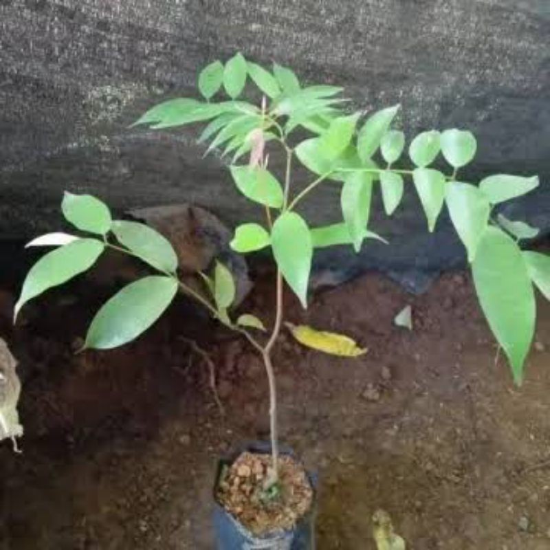 Bibit Pohon Nagasari Langka | Bibit Tanaman Nagasari Unggul