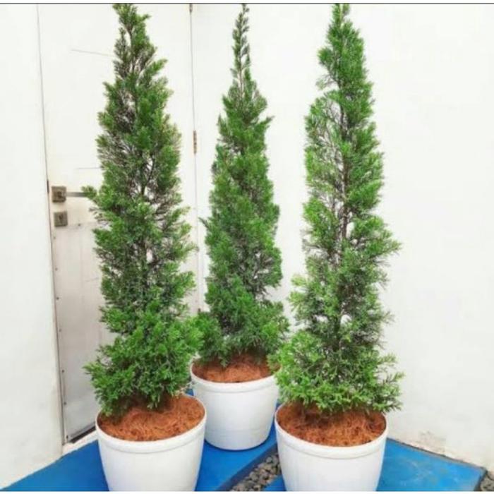 ( BISA COD ) Tanaman Hias Cemara Papua Cemara Lilin Tinggi 1 Meter Pohon Cemara Papua / Tanaman Indo