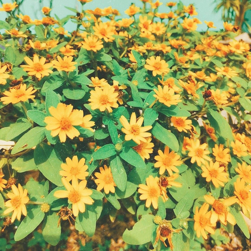 Tanaman Bunga Butter Daisy Seribu Bintang (melampodium divaricatum)Mini pohon hidup - TitipBibit