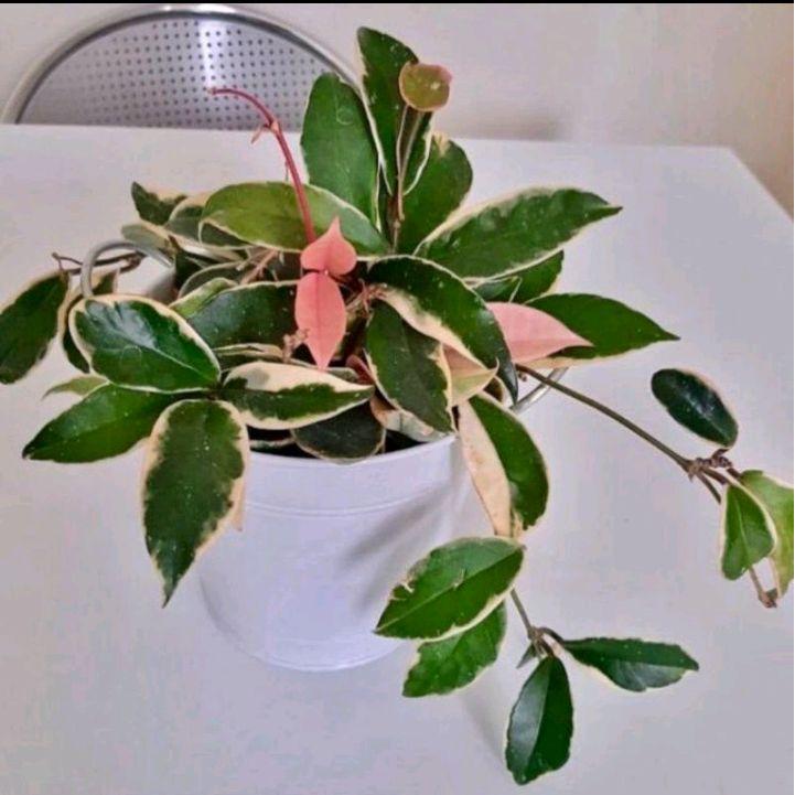 Tanaman Hias Hoya Tricolor - Tanaman Hias Carnosa Tricolor