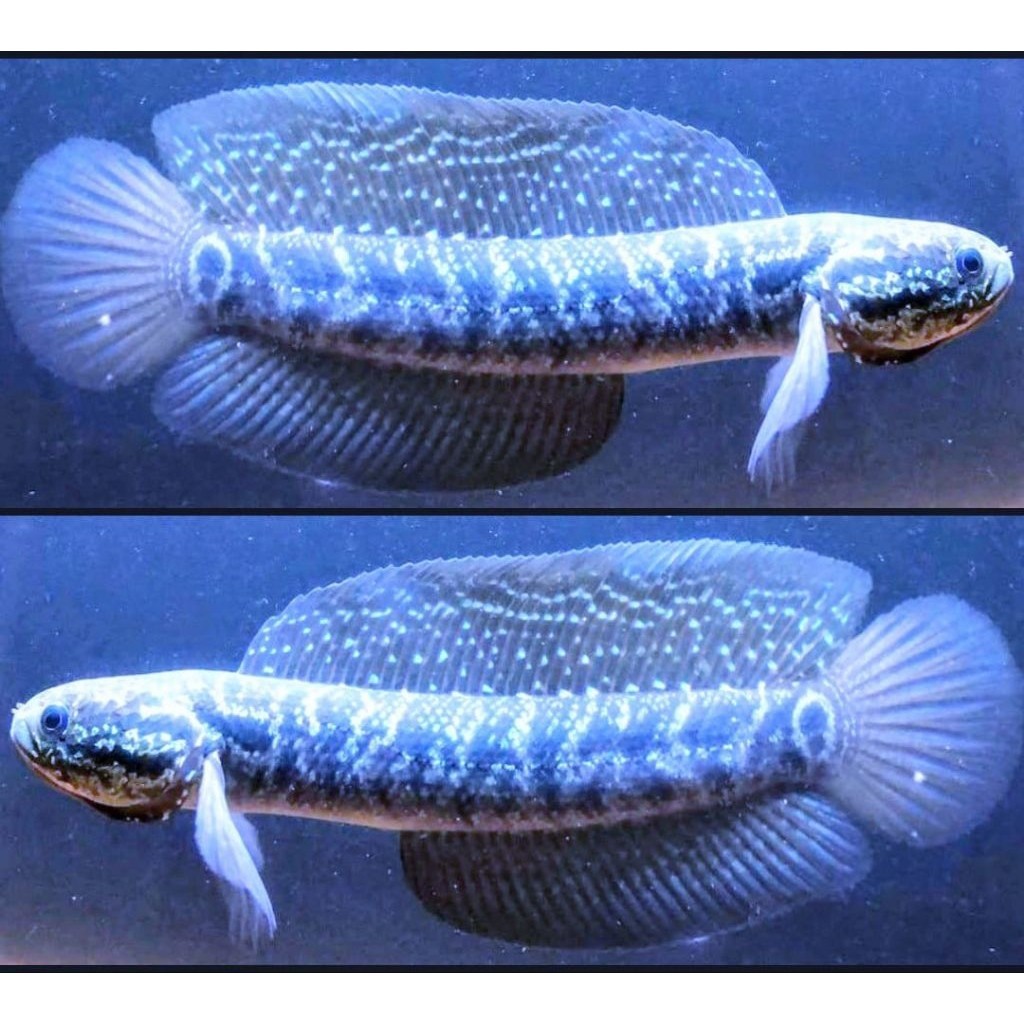 Asiatica whitespot / WS PURE 14-16 CM GONDRONG FULL MUTIARA BERKUALITAS ORI BISA COD