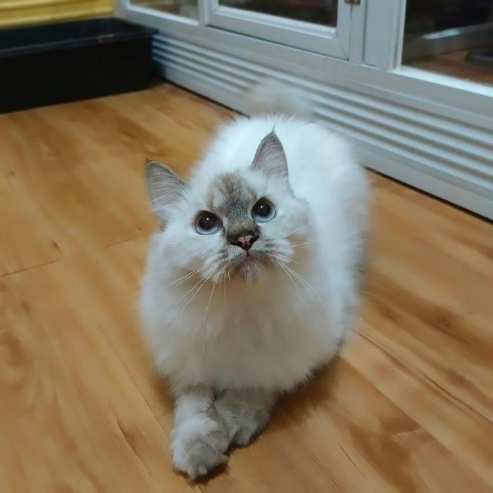kucing persian himalayan lynx point blue eyes betina gembul