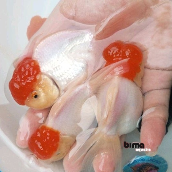 Kebutuhan aquarium Ikan Mas Koki Oranda Redcap Redcup Kepala Merah HIGH QUALITY / Ikan koki Oranda R