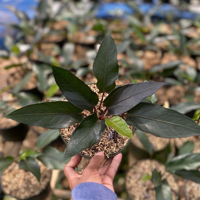 Tanaman hias anthurium black garuda - anthurium black garuda - bunga hias anthurium
