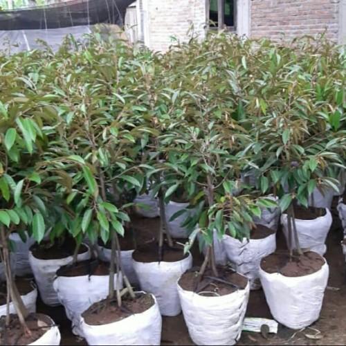 Bibit Durian Duri Hitam kaki 3 tinggi 1 meter - Durian Oche premium