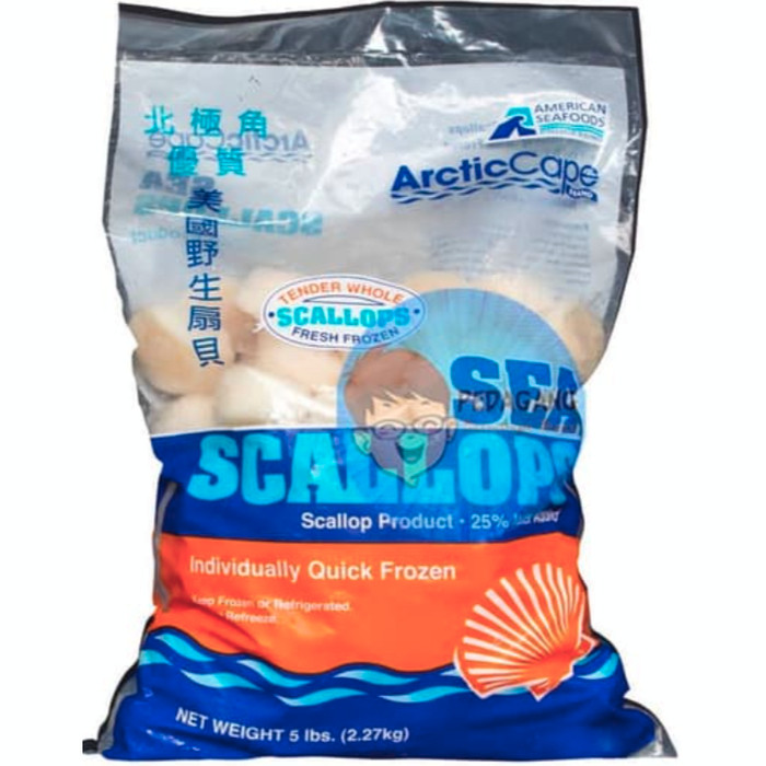 Paling dicari Scallop us 2270 gram - kerang laut