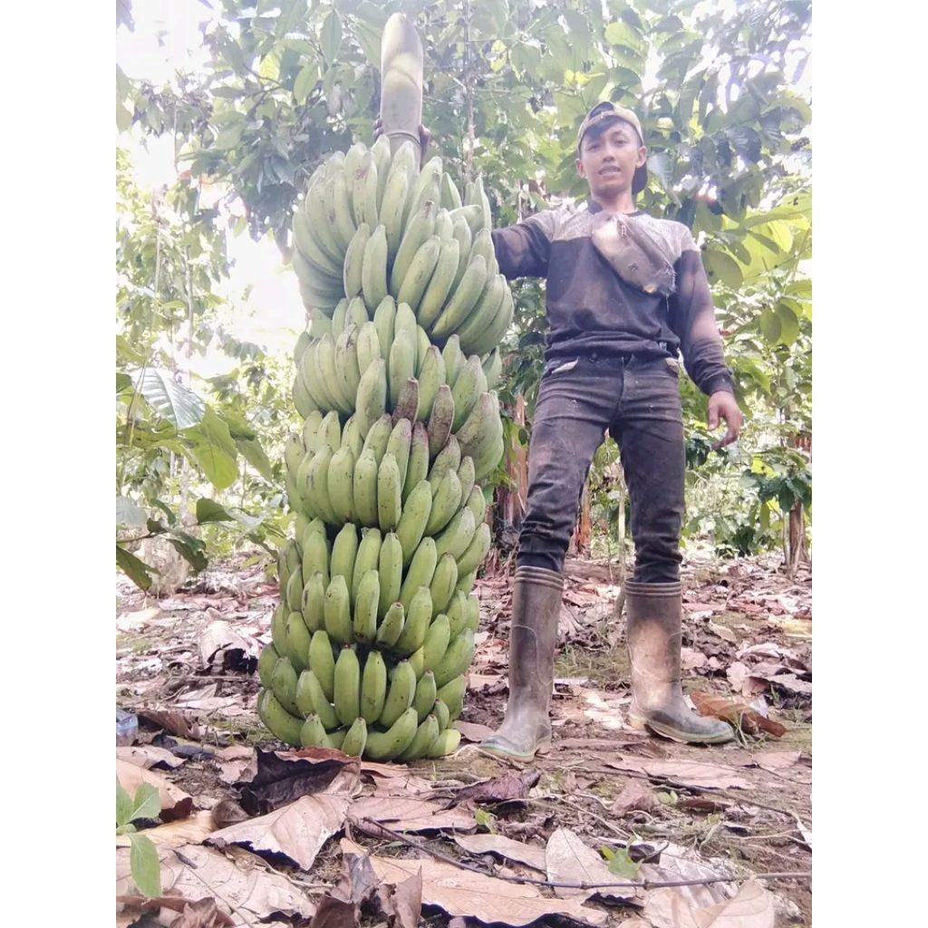 BIBIT PISANG RAJA BULUH (ISI 30) KUALITAS UNGGUL CEPAT BERBUAH