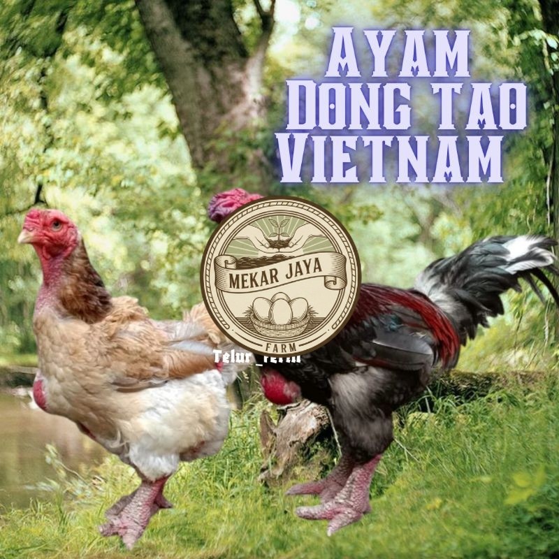 TELUR  AYAM DONG  TAO VIETNAM ASLI untuk ditetaskan Mekarjaya Farm