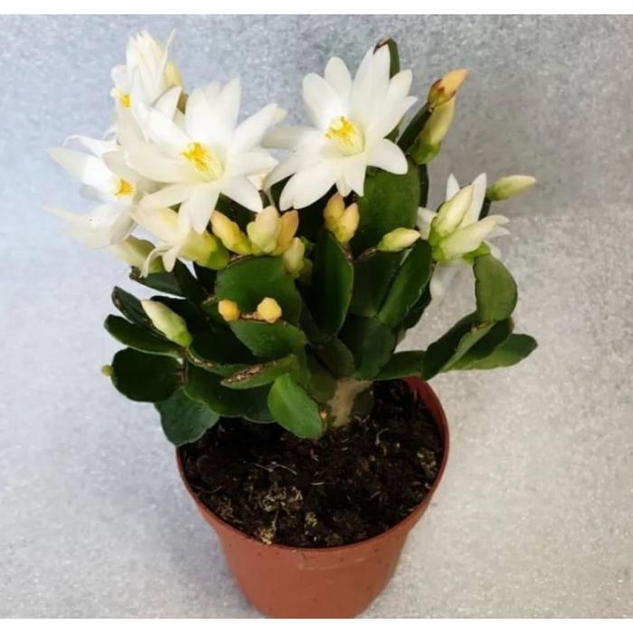 Tanaman hias Wijaya Kusuma kepiting macam macam warna - Bunga Wijaya Kusuma - Bunga Hias - Bunga Hid