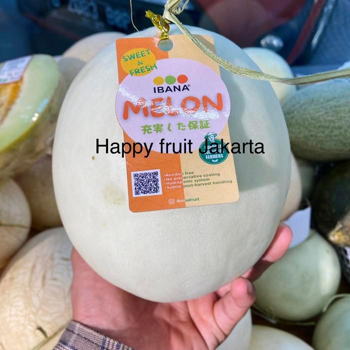 Ibana melon manis | Buah melon honey dew hydroponik manis