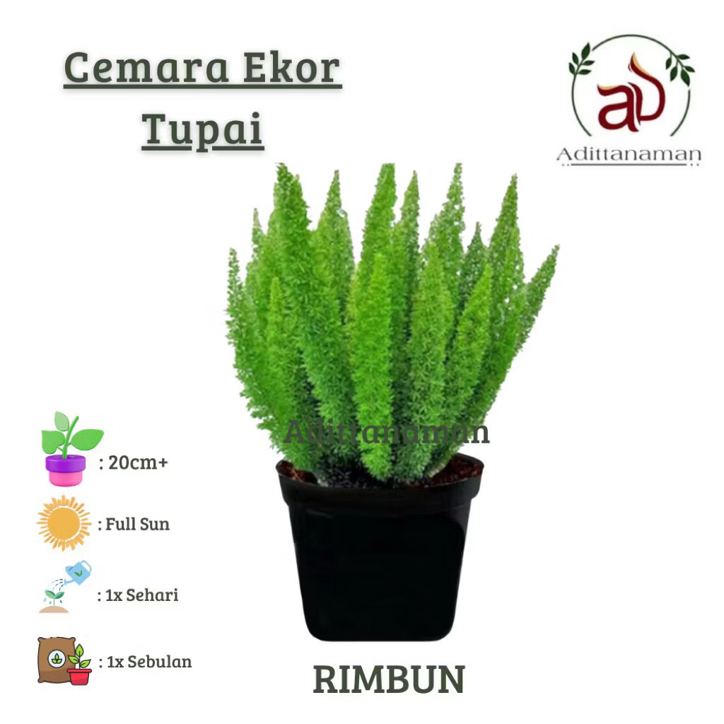 ( RIMBUN ) Tanaman Hias Cemara Ekor Tupay Dewasa Rimbun / Tanaman Hidup Cemara Ekor Tupai / Pohon Ce