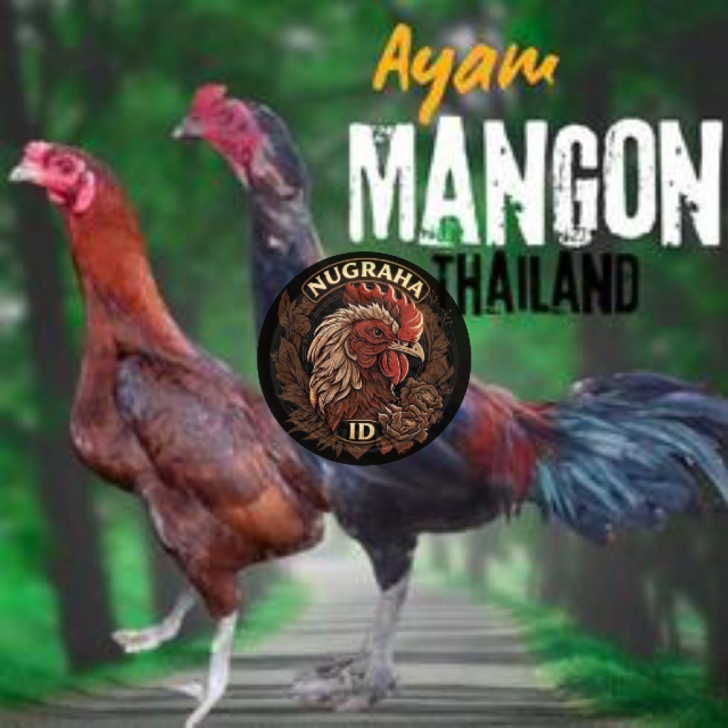 Telur Ayam Mangon Thailand Ori Bisa Untuk Ditetaskan NUGRAHA ID
