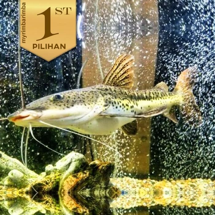PREMIUM Leopard Catfish 8-11 CM Ikan Hias Predator Hiasan Aquarium Tanaman Aquascape lele