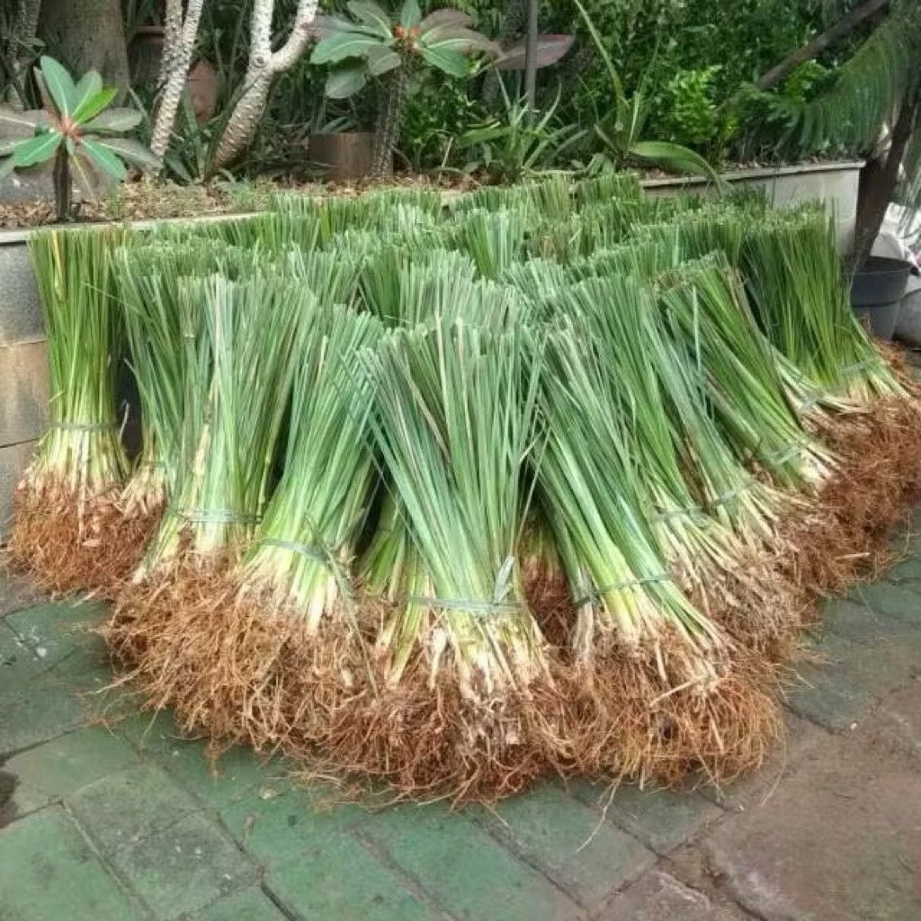 Promo grosir Rumput Vetiver Akar Wangi Bibit Rumput Vetiver Akar Wangi