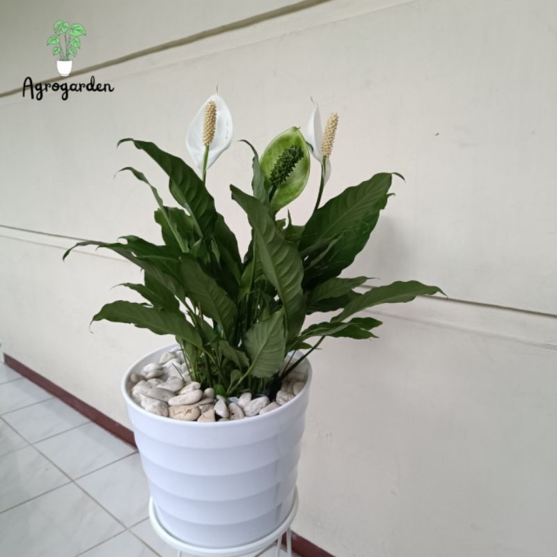 Peace Lily sudah Berbunga - Tanaman Peace lili spatuphillum Berbunga Rimbun