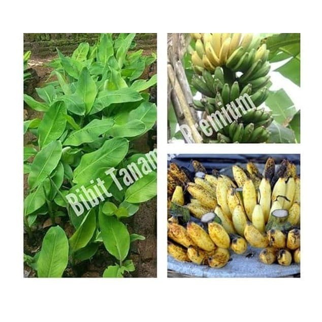 Pohon Pisang Raja Sereh / Bibit Pisang Raja Sereh Super / Buah Pisang
