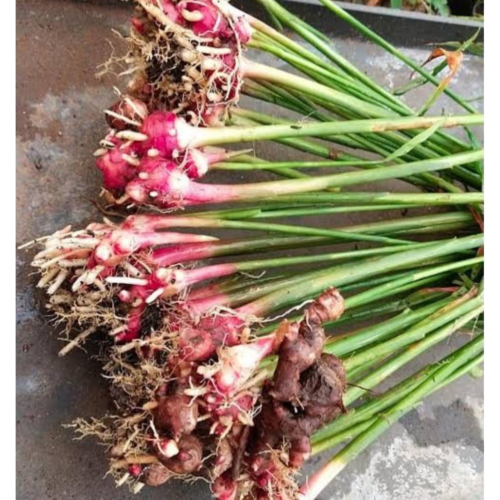 bibit jahe merah / tunas jahe merah siap tanam