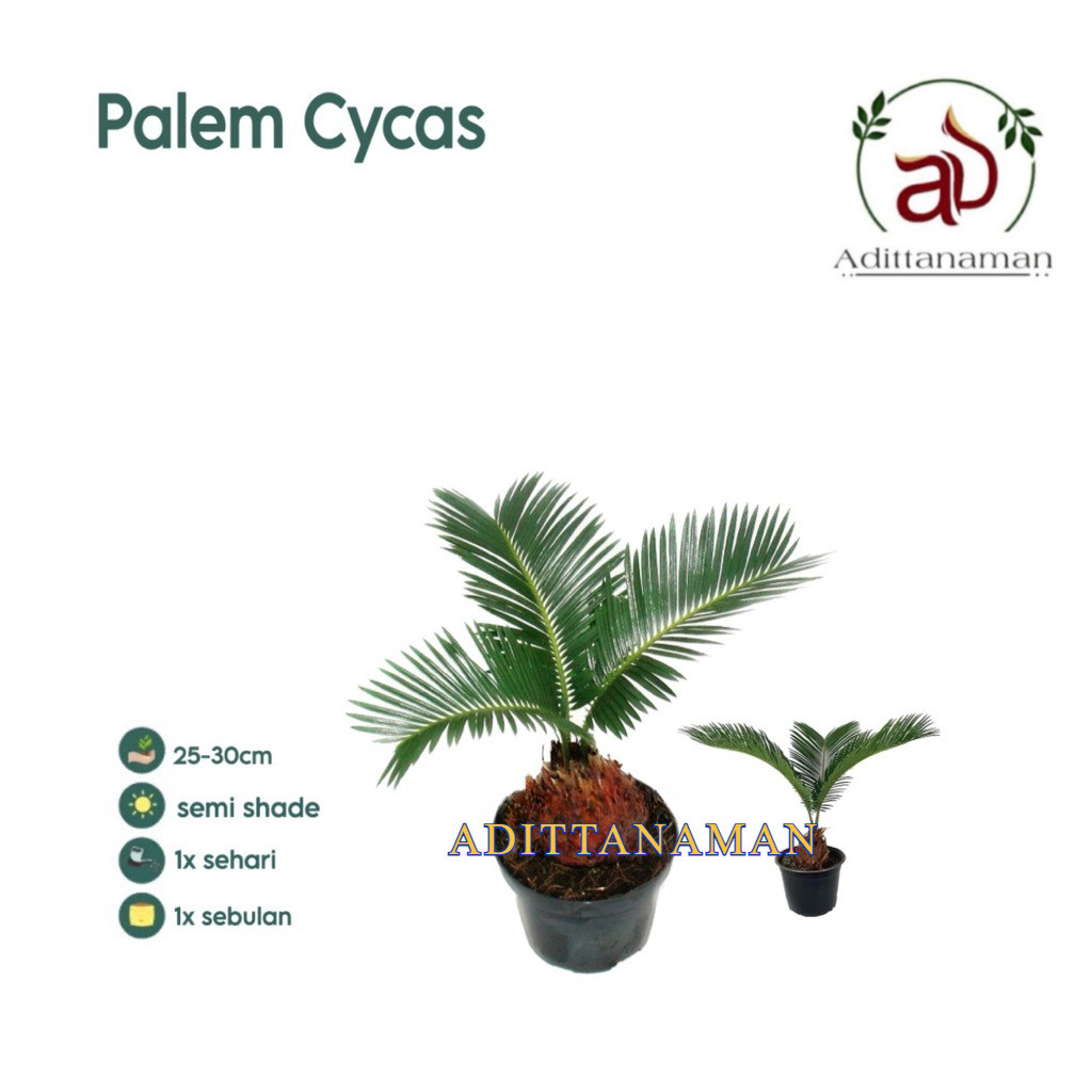 ( REMAJA ) Palem Sikas Mawar Jambe / Tanaman Hidup Palm Sikas Tanaman Hias Indoor Palm Sikas Pohon P