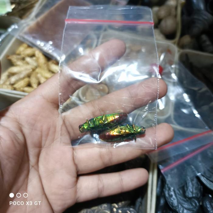 samber lilin untuk keperluan susuk asli susah buat yang palsu KJM1122