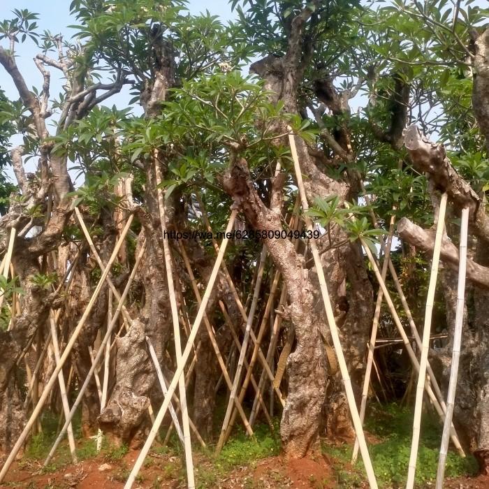 tanaman pohon kamboja fosil besar / Kamboja besar